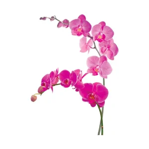 Sticker de vitre électrostatique Orchidées sur une planche L 60 x l 40 cm