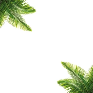 Sticker de vitre électrostatique Feuilles de Palmier sur une planche L 60 x l 40 cm